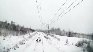 Deer Herd Hit By Train