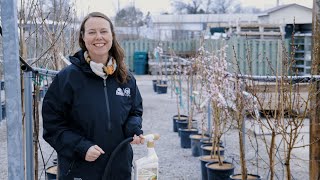 PETITTI | Spraying Fruit Trees How & When to Apply Sulfur Oil