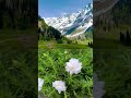 * Sukoon = Greenery aur phool.#kudrat #phool #khoobsurat #sukoon