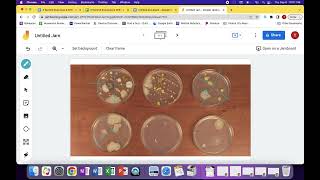 counting colonies