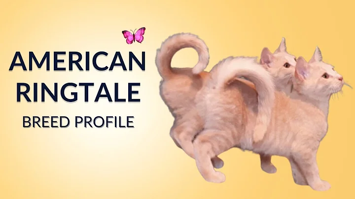 Video 11529851: american cat breeds, grooming