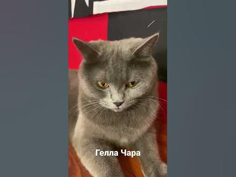 #геллачара - YouTube