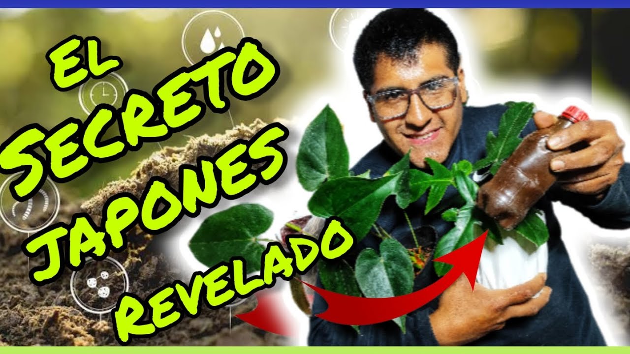 😱el secreto del fertilizante japones para tus plantas 🪴🌹💚 