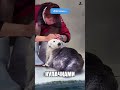 САМЫЕ ДОБРЫЕ ЖИВОТНЫЕ