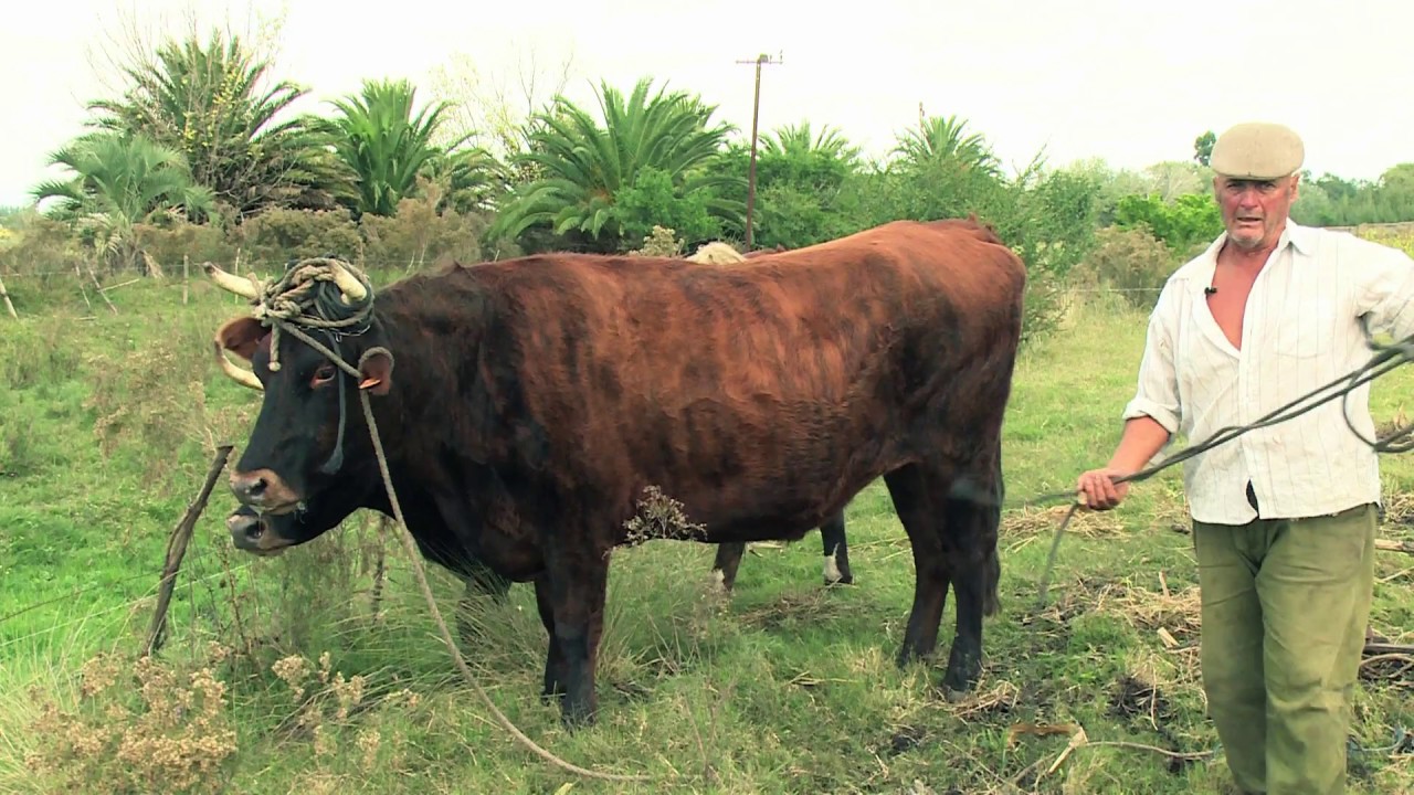 Mario Perdomo - Arado con bueyes