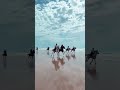 شاهد سرعة وجمال ركوب الخيل في البحر 