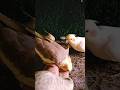 Adorable cockatiel parrot 🐦😍 #shorts #cockatiel #yellowcockatiel48