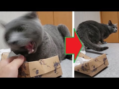 絶対退かない狂暴ティッシュ占領猫。ある方法を使えば一瞬で撃退。 - YouTube