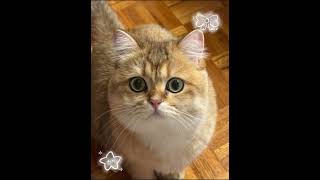 Download Lagu Sooooo cute🥰#cat#cute#cutecat MP3