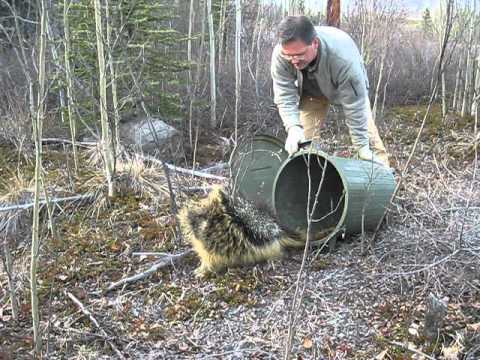 medium size porcupine yukon youtube porcupine size
