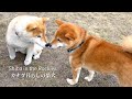生後2ヶ月で別れた兄弟と4年半ぶりに再会した柴犬ナラ。【カナダ海外生活】