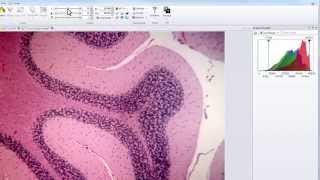 07 Adjusting Your Image For The Best Contrast - Image-Pro Insight 9