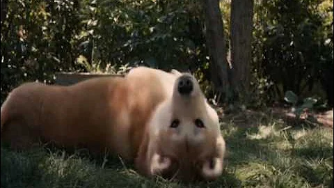 hachiko - right here waiting for you Richard Marx