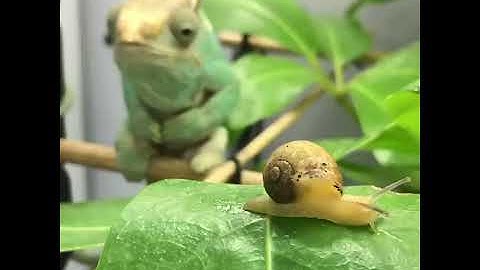 Chameleon eat a snail!