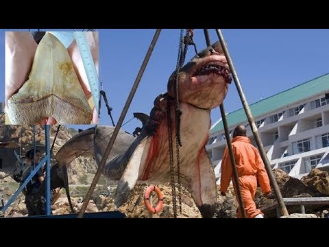 Video: Fifteen Tons Of Prehistoric Shark Caught In Pakistan - Alternative View