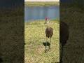 Это Sandhill Crane #птицы #жизнь