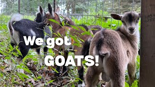 We Got Nigerian Dwarf Goats!
