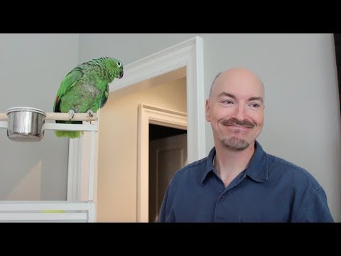 How to care for your pet parrot - Featuring Benji!