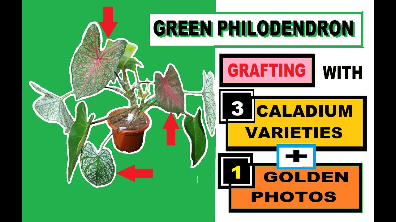 pothos soil GARDENERA Premium Pothos Potting Soil Mix - Air Cleaning Plant Potting Mix, Soil Mix for Pothos, Parlor Palm, Peace Lily main image 1