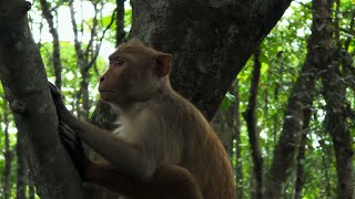 Sundarbans Bangladesh in 4K| World's LargestMangrove Forest | Cinematic Nature Film