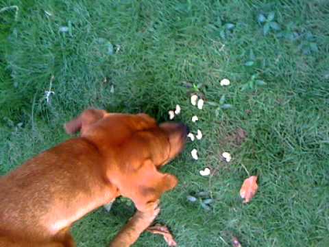 DOG EATING CASHEW NUTS