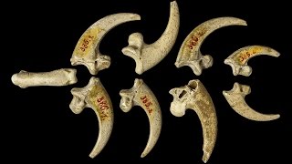 Download Lagu Neanderthal jewelry? White-Tailed Eagle Claws at Krapina MP3 Download Lagu Neanderthal jewelry? White-Tailed Eagle Claws at Krapina MP3