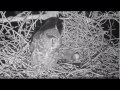 Great Horned Owl attacks Great Blue Heron Predates Nestlings 10 May 2017