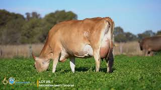 LOT 25 BROOKBORA DAINTY 310 EX 92   HD 1080p