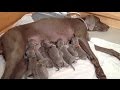 SupperCute Puppies Nursing Videos Compilation 2017