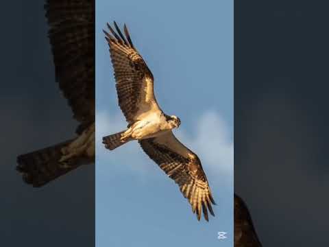هل يوجد فرق بين الصقر و النسر و العقاب 