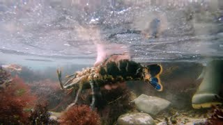 Marine Conservation, Releasing Pregnant Lobsters Back Into The Wild ,with Craig Evans by Coastal Foraging With Craig Evans 22,531 views 5 years ago 27 minutes