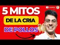 😪5 MITOS EN LA CRIA DE POLLOS DE ENGORDE RÁPIDO🤯SAQUE POLLOS RÁPIDO CON ESTOS TRUCOS👌🏽