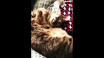 Thumbnail of 1970’s Paul McCartney song and my Rescue Tripod Cat, 2024 New Video USA! #newvideo #cat #pet #family