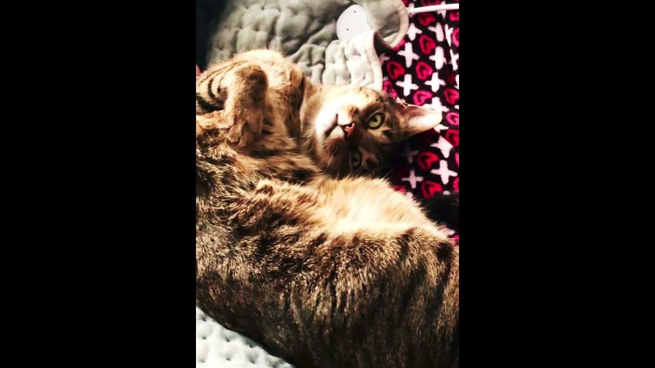 1970’s Paul McCartney song and my Rescue Tripod Cat, 2024 New Video USA! #newvideo #cat #pet #family
