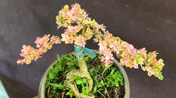 Gluu combo 10 cây cần thăng đột biến đọt hồng giá mềm chơi tết nha cả nhà. Lhe 0943.133.327