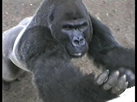 Angry Gorilla wants bread!