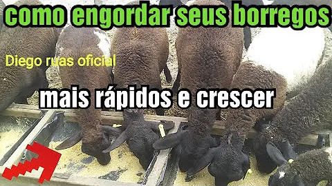 Como engordar rápido ovinos?