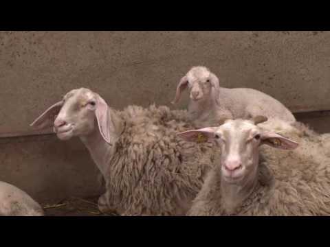 SAT EL CEÑAL. QUESERÍA ARTESANAL DE QUESO GAMONEDO. Tercera Temporada Yo soy Rural