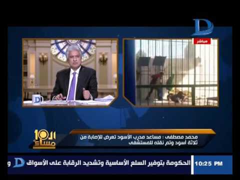 العاشرة مساء 3 أسود تهاجم مدرب بقرية سياحية على طريق مصر اسكندرية الصحراوي