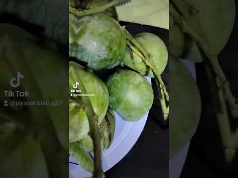 House fruit farming harvest Indian Mango season 🥭🐜Plant now harvest in 3-5 years later