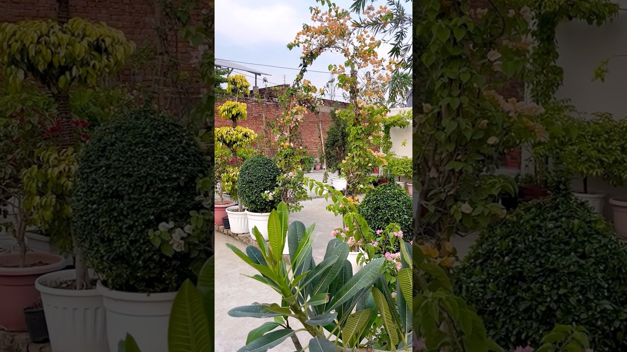 A beautiful garden overview #garden #gardening #plants #gardeningtips #shortsvideo #shorts #short
