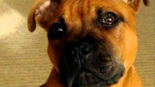 Red Staffy Benson- 11 Months