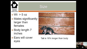 Understanding Roof Rat Biology In The Wildlife Control Field