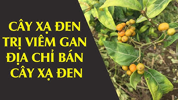 CÂY XẠ ĐEN TRỊ VIÊM GAN - ĐỊA CHỈ BÁN CÂY XẠ ĐEN