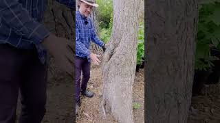 Mythbusting: Is a hollow a sign of a dead tree?
A hollow tree is not a dead tree. 🌳
Thomas breaks down one of the most common misconceptions we encounter: people see a cavity in a trunk and assume the worst. But a trees living tissue is just beneath the bark — not in the center. Many hollow trees remain structurally sound and standing for decades, sometimes centuries. Mythbusting: Is a hollow a sign of a dead tree?