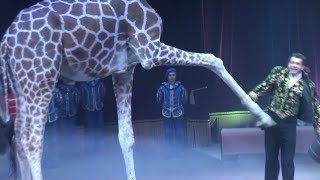 : Circus. The show of different animals. Bisons, kangaroos, ostriches & giraffe