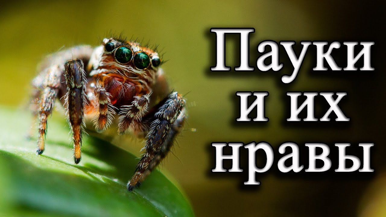 Пауки и их нравы