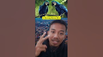 5 BURUNG TERMAHAL DI DUNIA #viral #shorts #burung #burungkicau