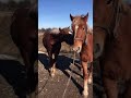 Коні Стрийщини. Придбав жеребчика🐎🐎🐎🔥🔥🔥💪🏻