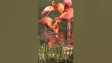 Chim hồng hạc - Biểu tượng của vẽ đẹp thanh cao và bí ẩn#Shorts